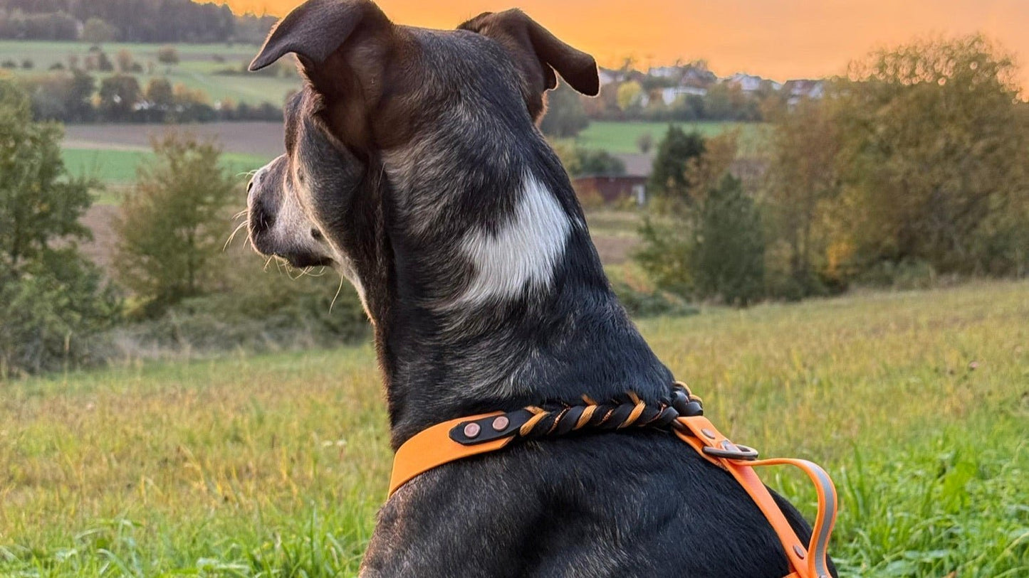 GESTALTE SELBST - Biothane - Leder - Geschirr - Milas Leash