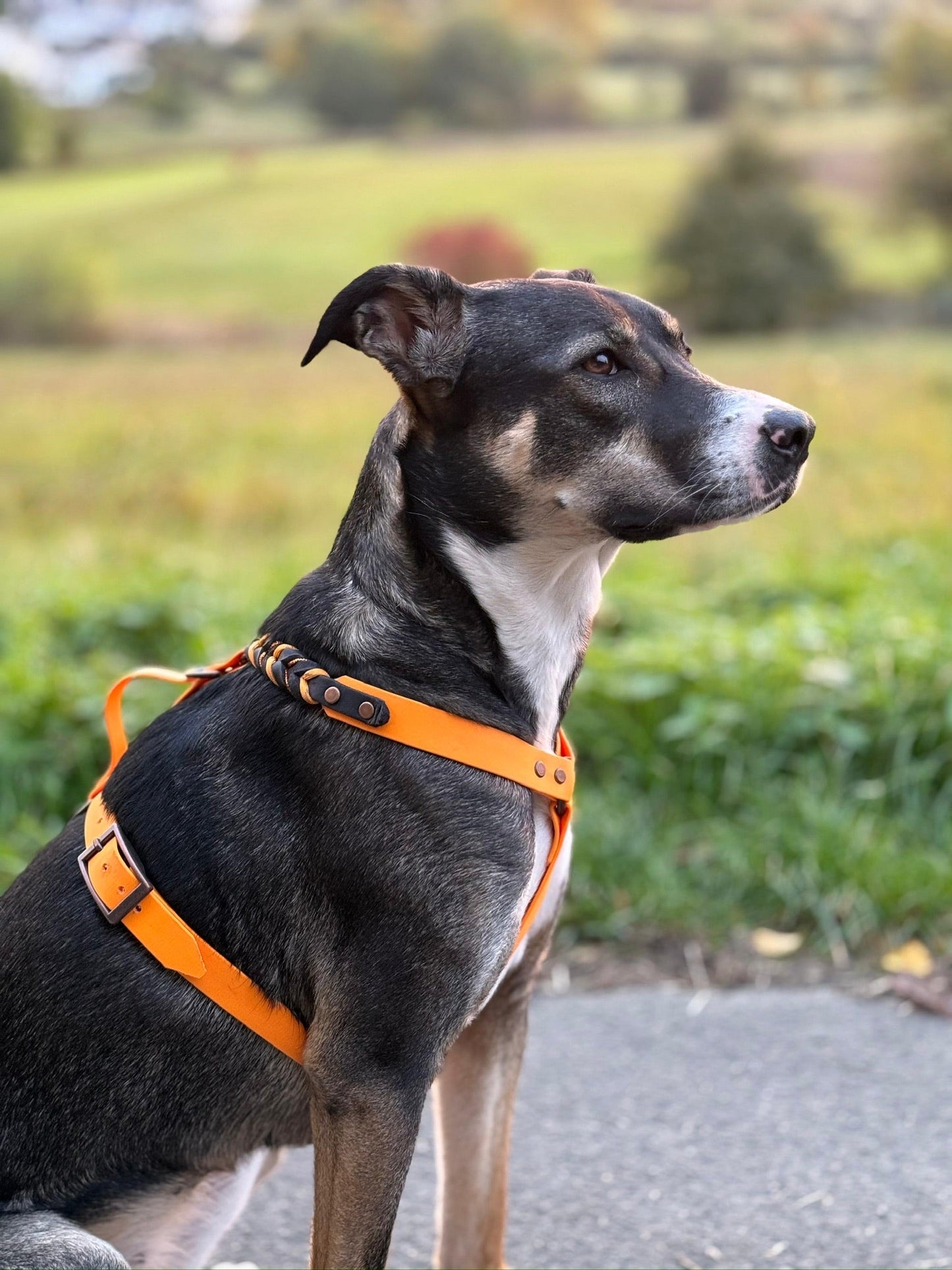 GESTALTE SELBST - Biothane - Leder - Geschirr - Milas Leash