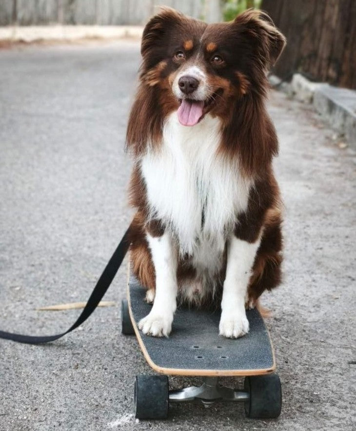 Foto eines Australian Shepherds auf einem Skateboard
